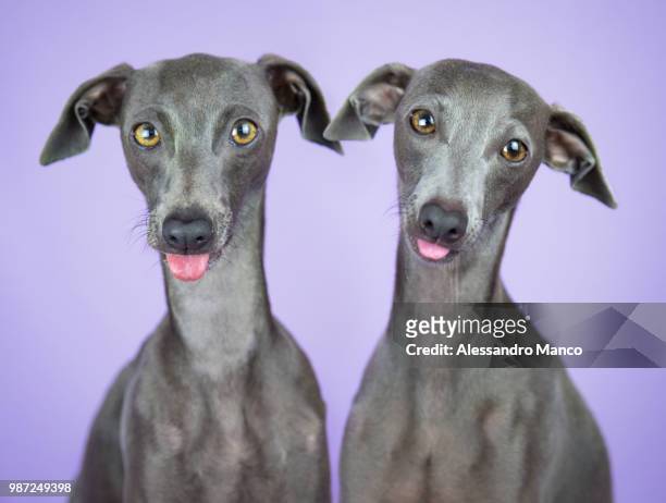 pprrrr... - greyhound hunderasse stock-fotos und bilder