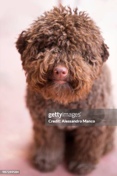 a lagotto romagnolo pippy. - lagotto romagnolo stock pictures, royalty-free photos & images