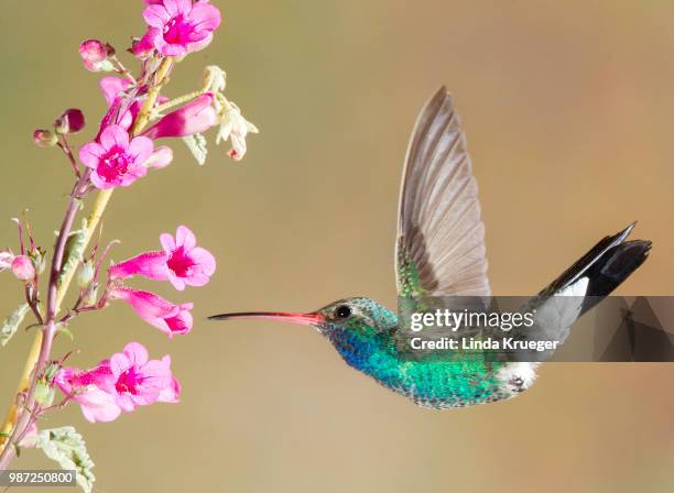 broad billed hummingbird - broad billed hummingbird stock pictures, royalty-free photos & images