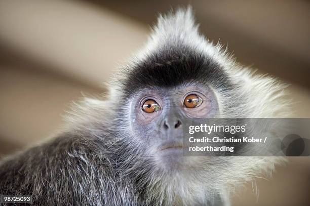 silver leaf langur monkey, labuk bay proboscis monkey sanctuary, sabah, borneo, malaysia, southeast asia, asia - silvered leaf monkey stock pictures, royalty-free photos & images