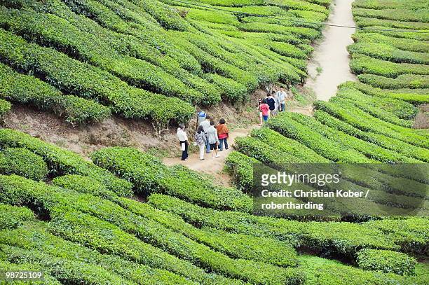 tourists walking in a tea plantation, boh sungai palas tea estate, cameron highlands, perak state, malaysia, southeast asia - perak state photos et images de collection