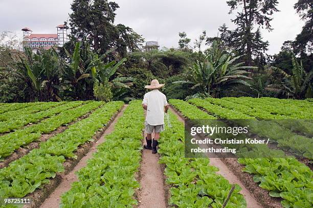 gardener in a cabbage patch, cameron highlands, perak state, malaysia, southeast asia, asia - perak state 個照片及圖片檔