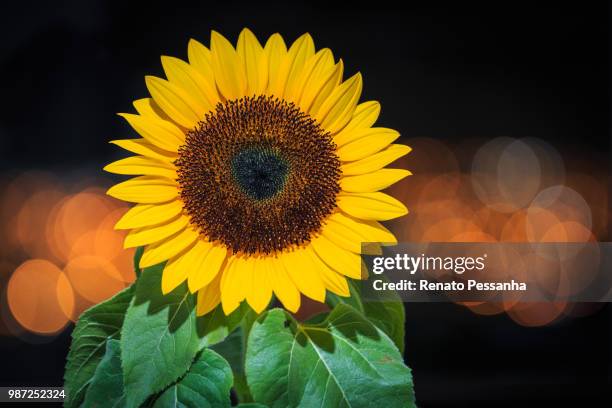 girassol / sunflower - girassol stock pictures, royalty-free photos & images
