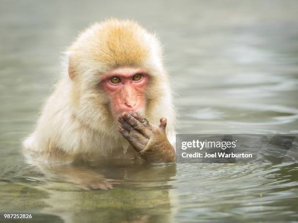 a japanese macaque bathing in japan. - warburton stock pictures, royalty-free photos & images