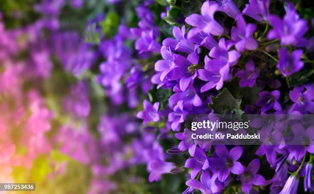 purple bell flower - violetta bell foto e immagini stock