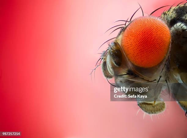 close up of a fruit fly. - fruchtfliege stock-fotos und bilder