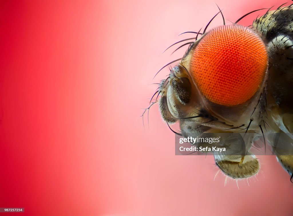 Close up of a fruit fly.