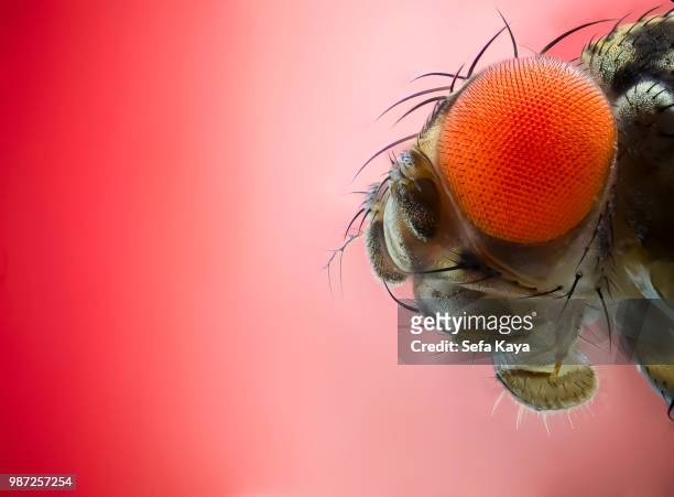 close up of a fruit fly. - fruit flies stock pictures, royalty-free photos & images