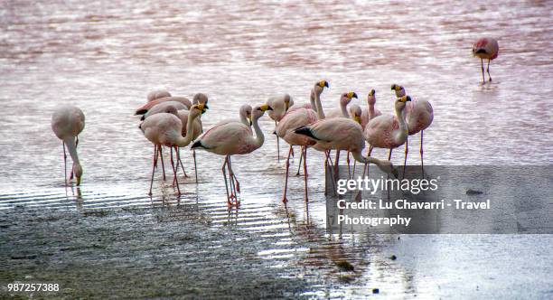 flamencos - lesser flamingo stock pictures, royalty-free photos & images