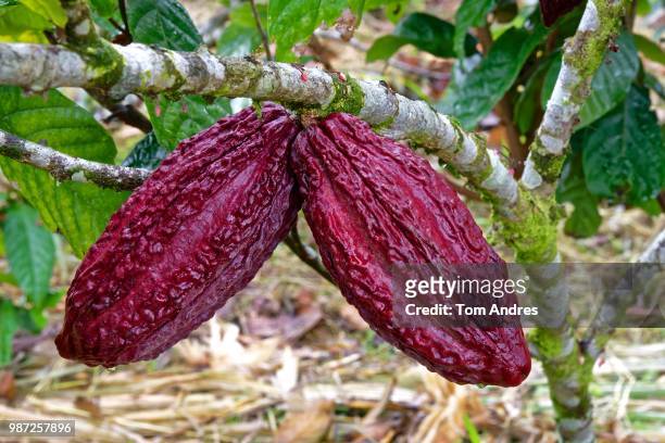 cacao pods - theobroma foto e immagini stock
