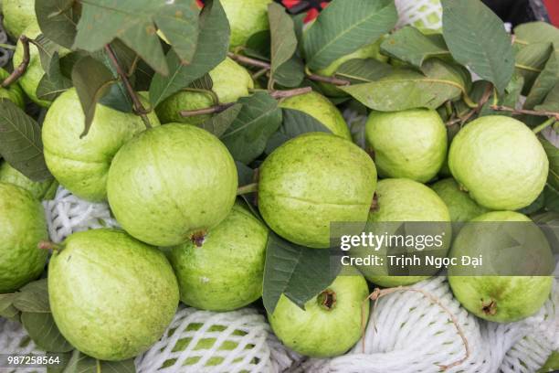 guava - guava fruit stock-fotos und bilder