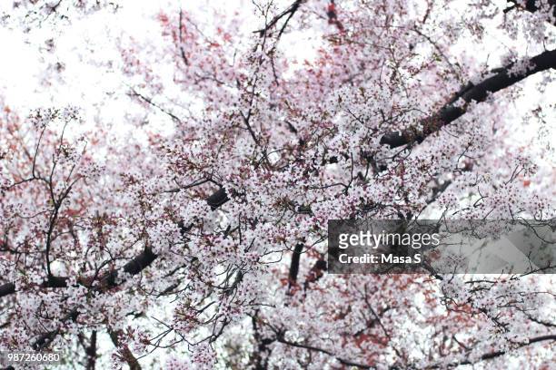sakura in tokyo - masa stock pictures, royalty-free photos & images