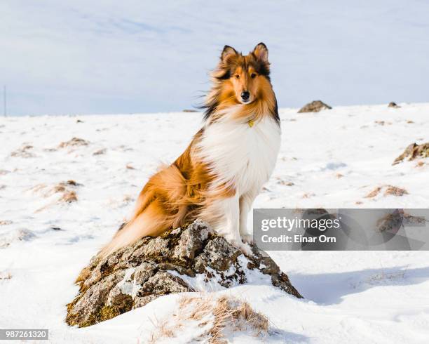 leo waiting on a rock - einar orn photos et images de collection