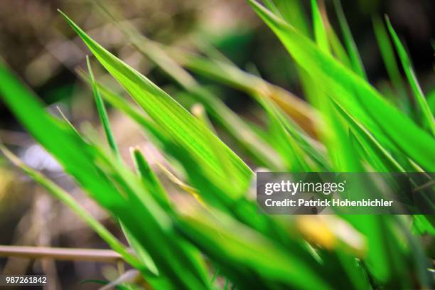 gras - gras field stock pictures, royalty-free photos & images