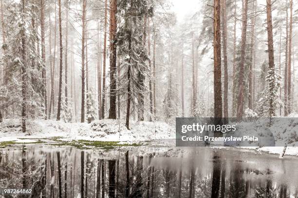 a forest during winter in nowy targ, poland. - nowy targ stock pictures, royalty-free photos & images