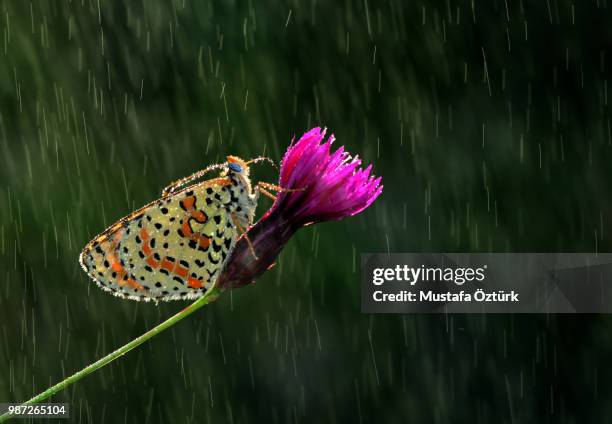 Spring Rains Butterfly 726 Butterflies In The Rain Stock Photos, High-Res Pictures, and Images ...
