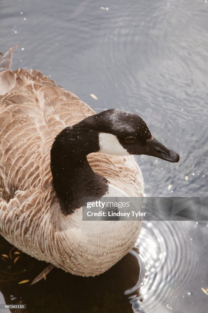 Canada Goose