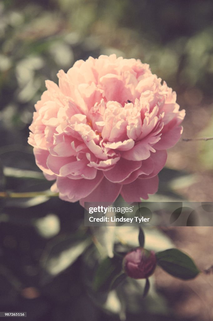 Peony