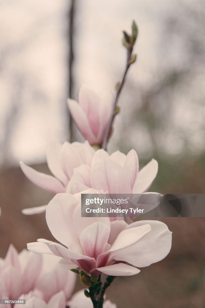 Magnolias I