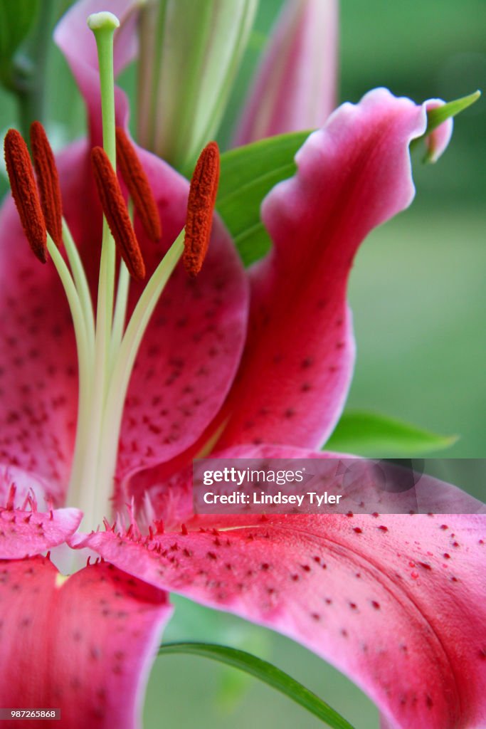 Stargazer Lily