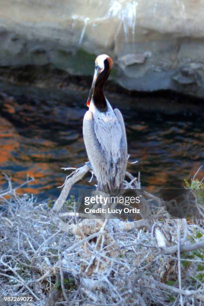 california brown pelican - wilder ortiz stock-fotos und bilder