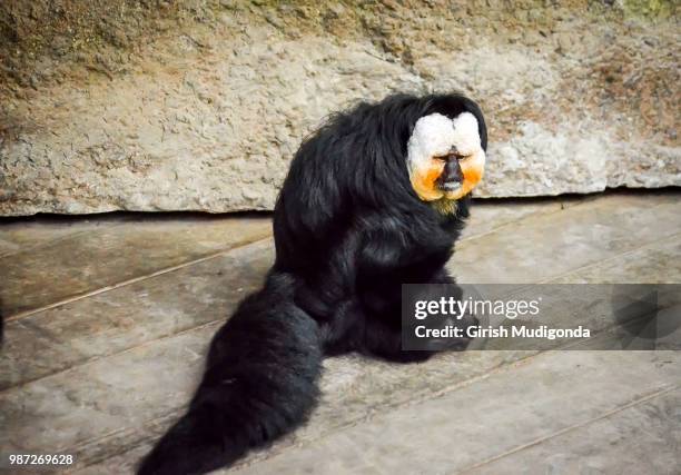 gibbon - white faced saki monkey stock pictures, royalty-free photos & images
