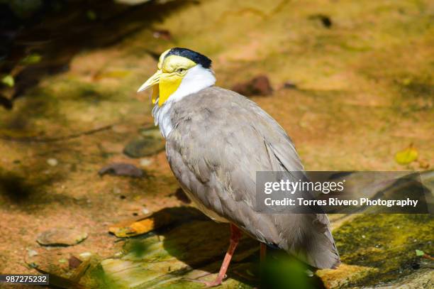 masked plover - birdman! - the academy of motion picture arts and sciences hosts an official academy members screening of birdman stockfoto's en -beelden