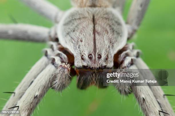 huntsman spider - huntsman spider stock pictures, royalty-free photos & images