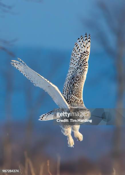 snowy owl (bubo scandiacus) - búho nival fotografías e imágenes de stock