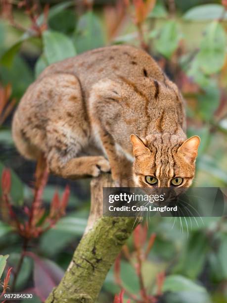 102 Rusty Spotted Cat Stock Photos, High-Res Pictures, and Images ...