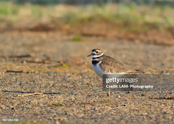 killdeer - killdeer stock pictures, royalty-free photos & images