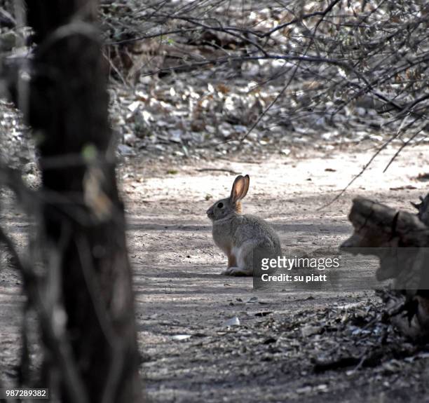 hoppy spring ! - cottontail stock pictures, royalty-free photos & images