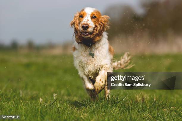 a cocker spaniel running. - dog splashing stock pictures, royalty-free photos & images