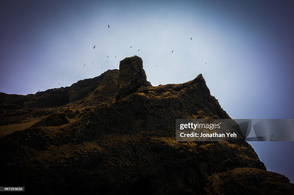 Skua over Reynisfjara