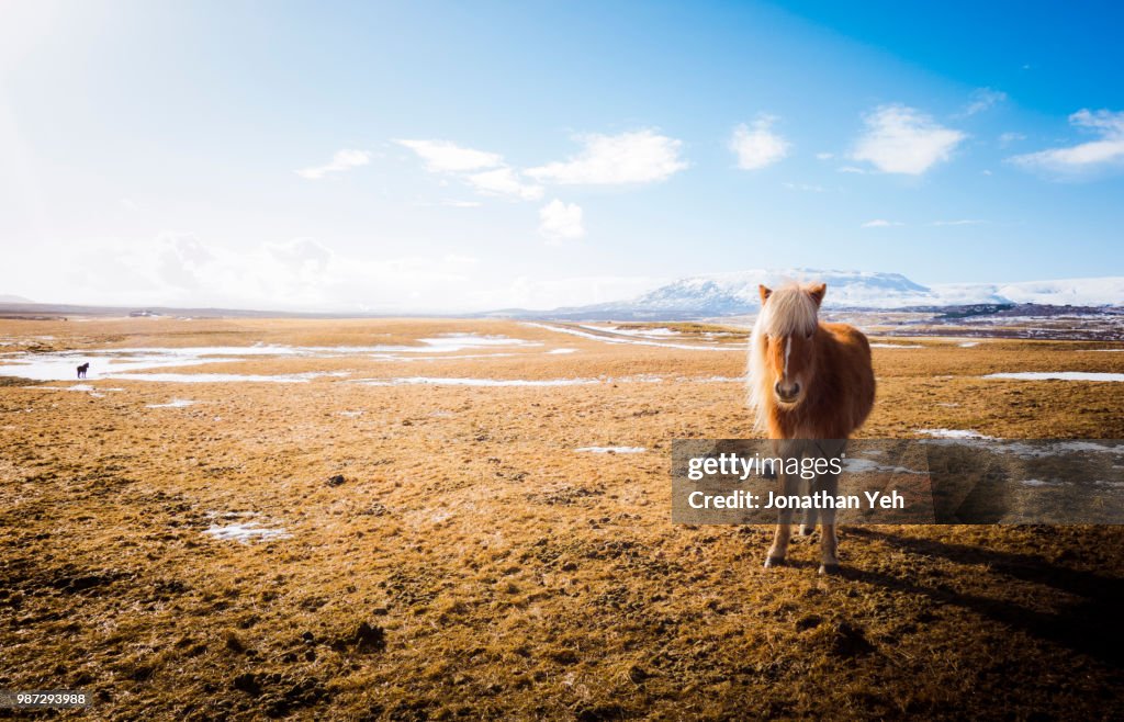 Horses and Snowmelt