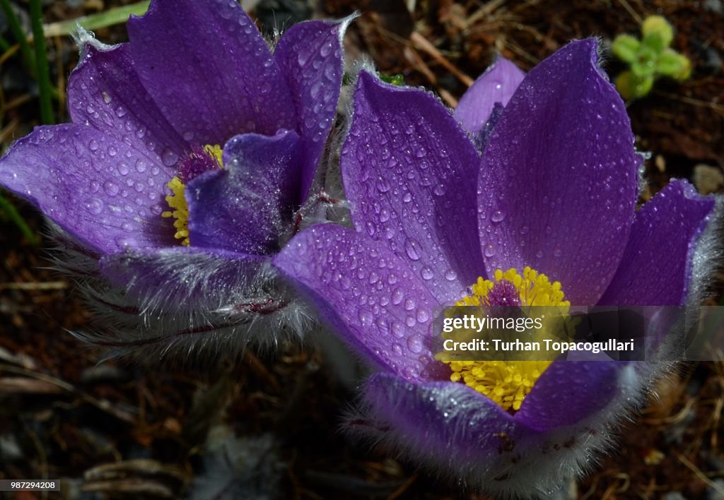 Greater Pasque Flower