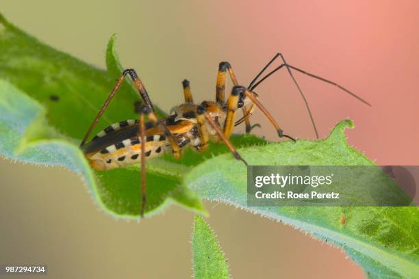 assassin bug - assassin bug 個照片及圖片檔