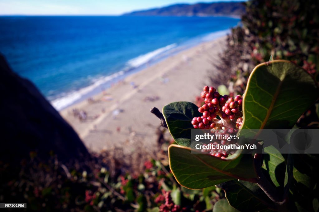 Point Dume