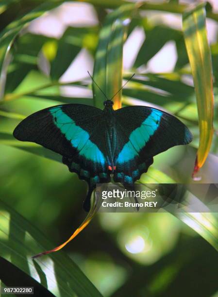 blue or green ? (papilio palinurus) - emerald swallowtail stockfoto's en -beelden