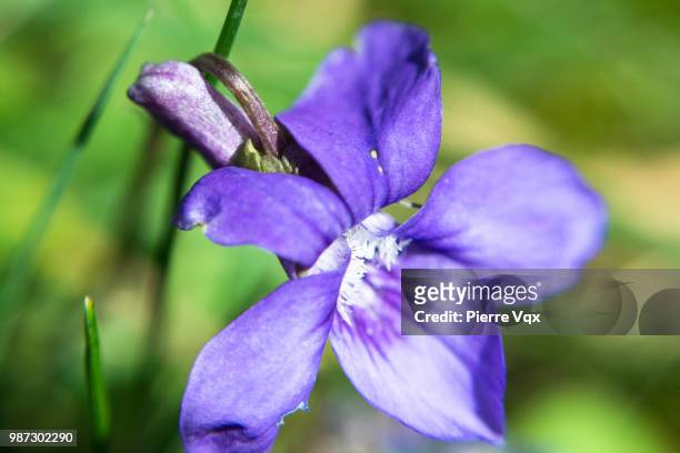 violette - violette stock pictures, royalty-free photos & images