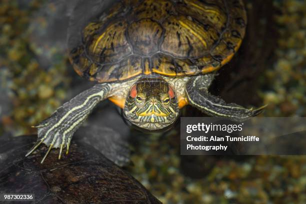 terrapin in water - terrapin stock pictures, royalty-free photos & images