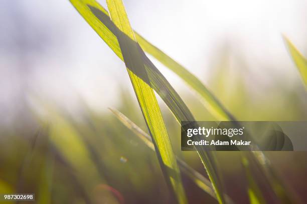 one of a view - makar stockfoto's en -beelden