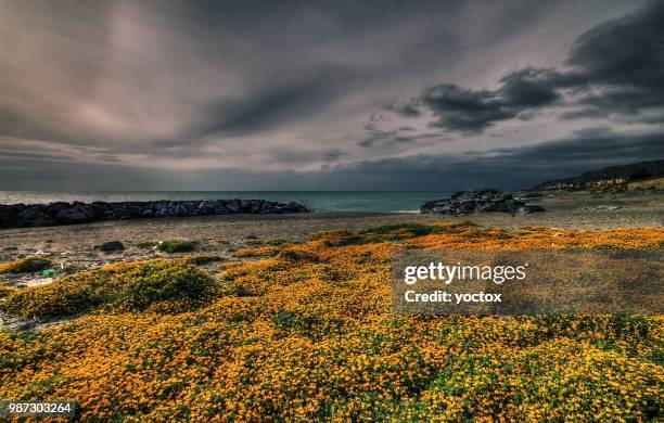 il prato sulla spiaggia - hdr - spiaggia stock pictures, royalty-free photos & images