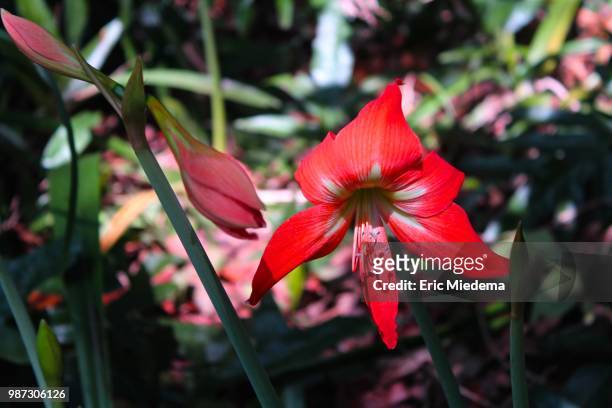 wild flower of hawaii - miedema fotografías e imágenes de stock