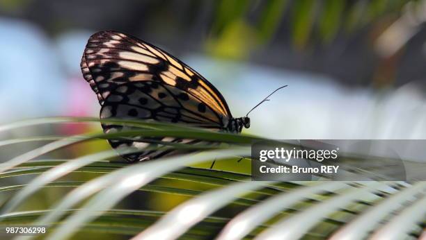 the lacemaker (idea leuconoe) - windward dutch antilles stock pictures, royalty-free photos & images