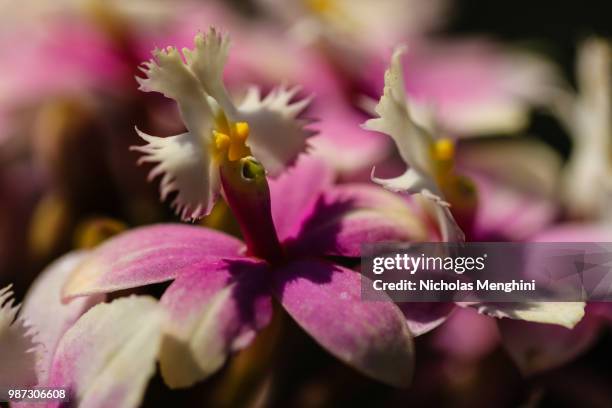 epidendrum orchid - epidendrum stock pictures, royalty-free photos & images