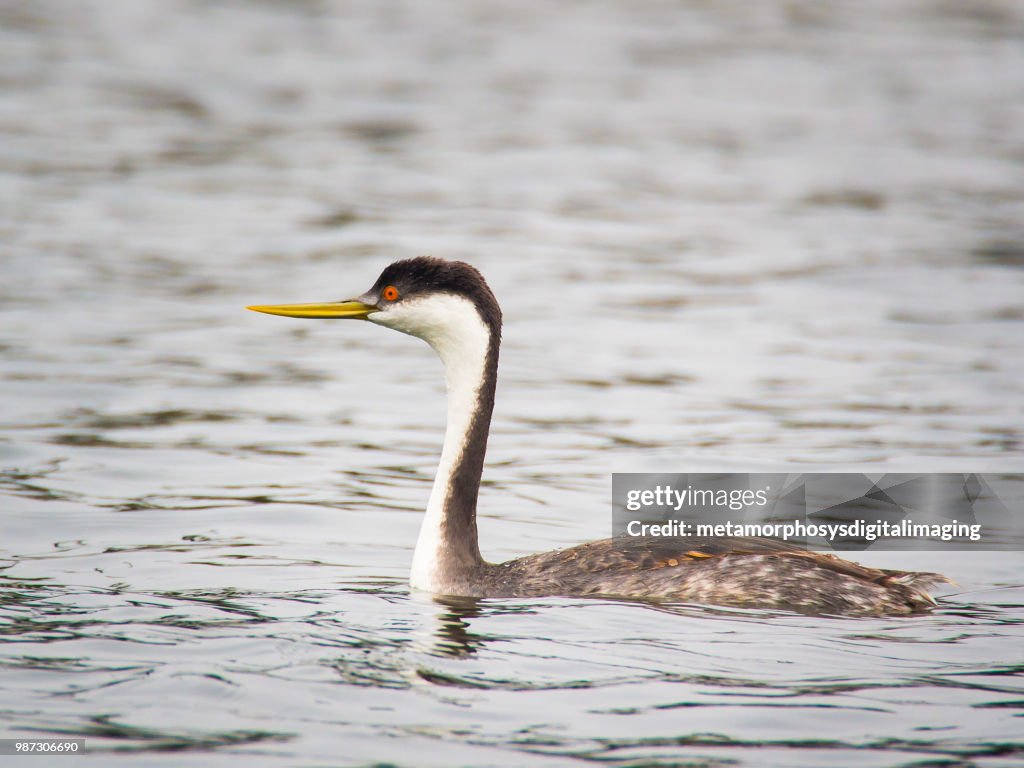 Western Grebe