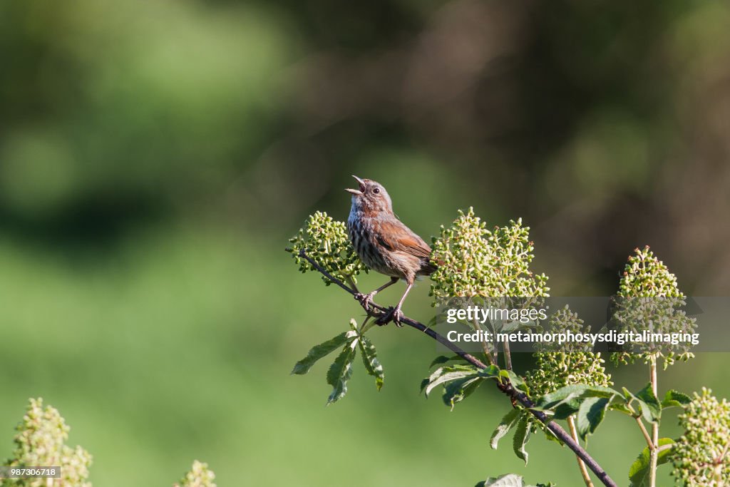 Song Sparrow