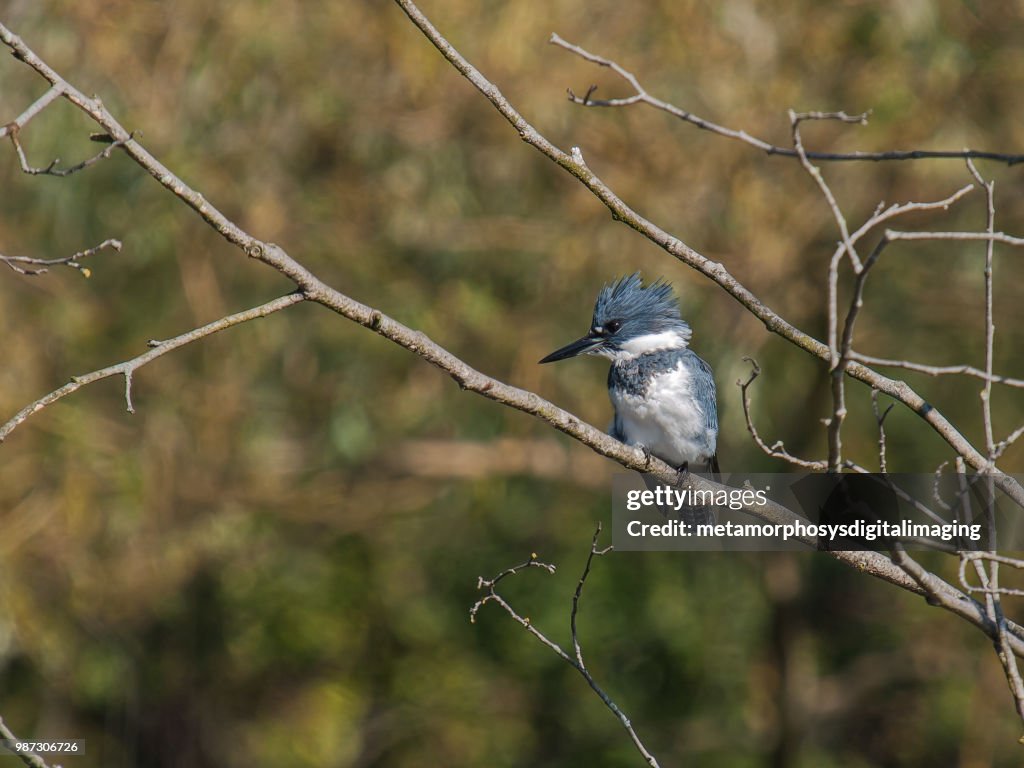 Belted Kingfisher