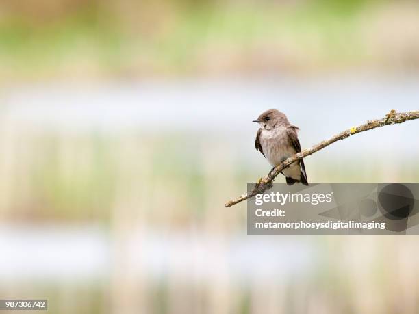 northern rough-winged swallow - northern rough winged swallow stock pictures, royalty-free photos & images